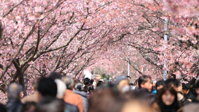 Ini Dia  Waktu Terbaik Mengunjungi Jepang untuk Liburan. Let’s Go!