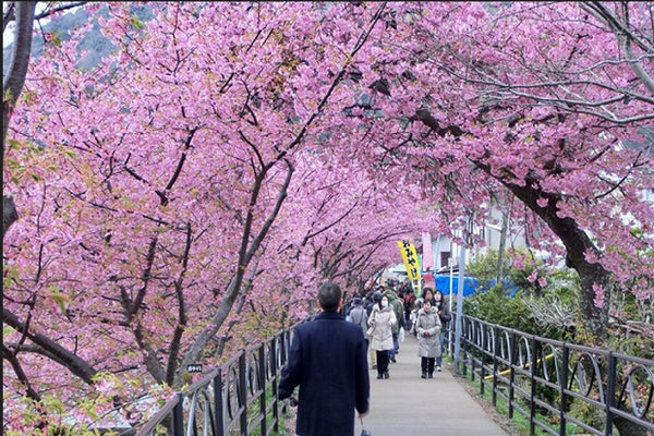 Outfit ke Jepang Bulan Maret: Tampil Berseri untuk Hanami di Musim Semi